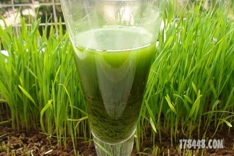 绿色血液——叶绿素